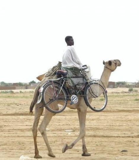 bicycle camel